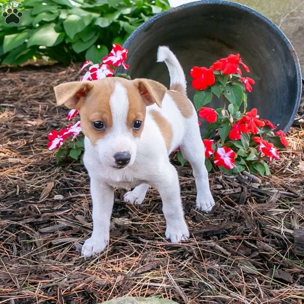 Lily, Jack-A-Ranian Puppy